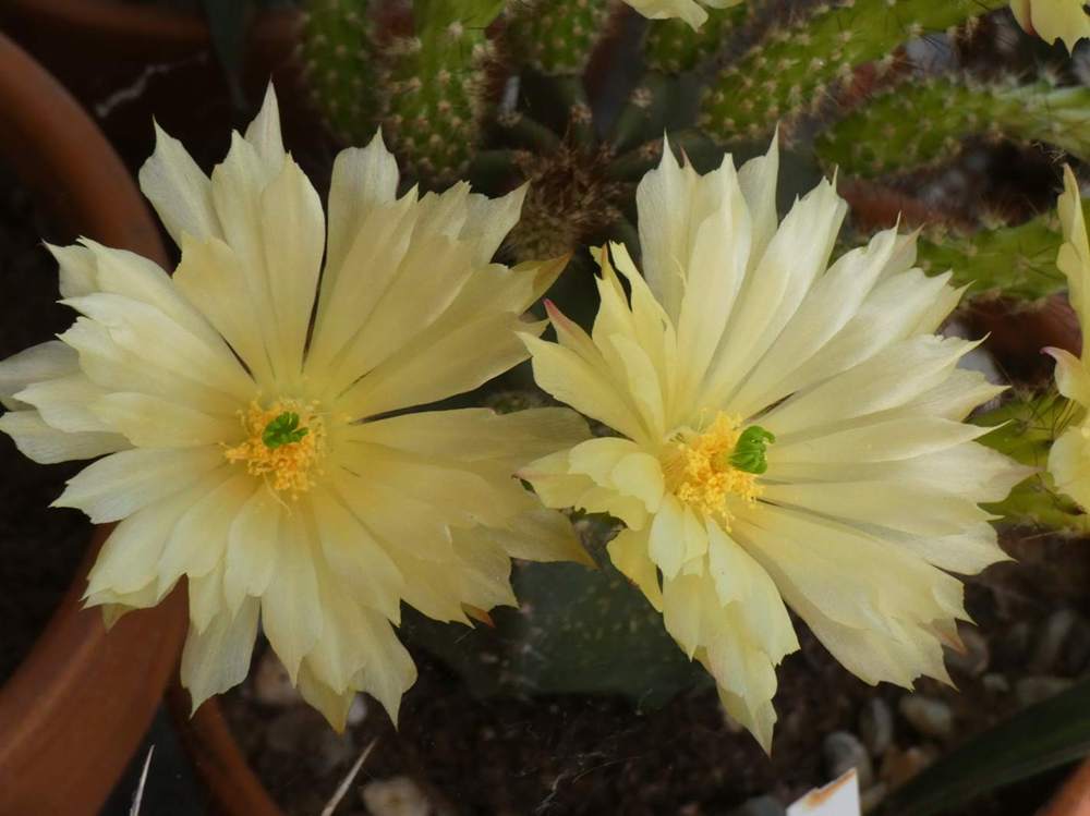 fleur de cactaceae echinocereus subinermis