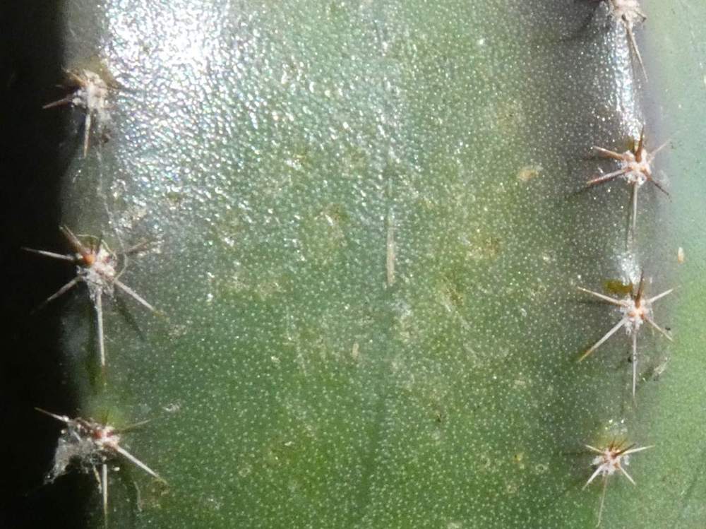 aréole-aiguillon de cactaceae echinocereus subinermis