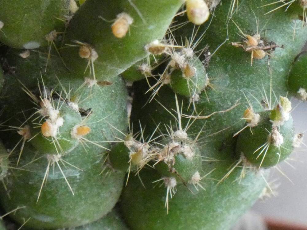 aréole-aiguillon  de cactaceae Austrocylindropuntia  subulata