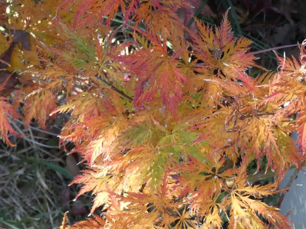 automne de aceraceae acer palmatum ssp. matsumurae gr. dissectum cv. 'suisei'