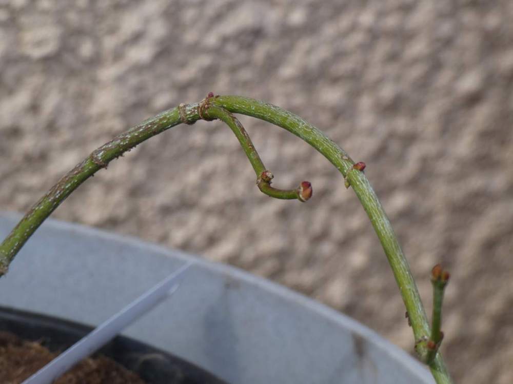 écorce de aceraceae acer palmatum ssp. matsumurae gr. dissectum cv. 'suisei'