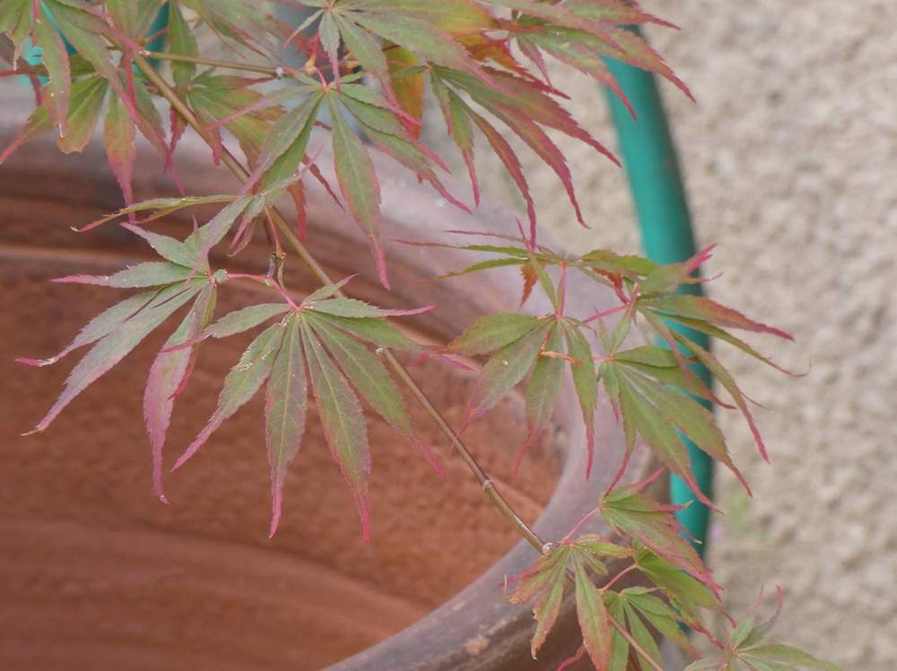 été de aceraceae acer palmatum ssp. matsumurae cv. 'sumi nagashi'