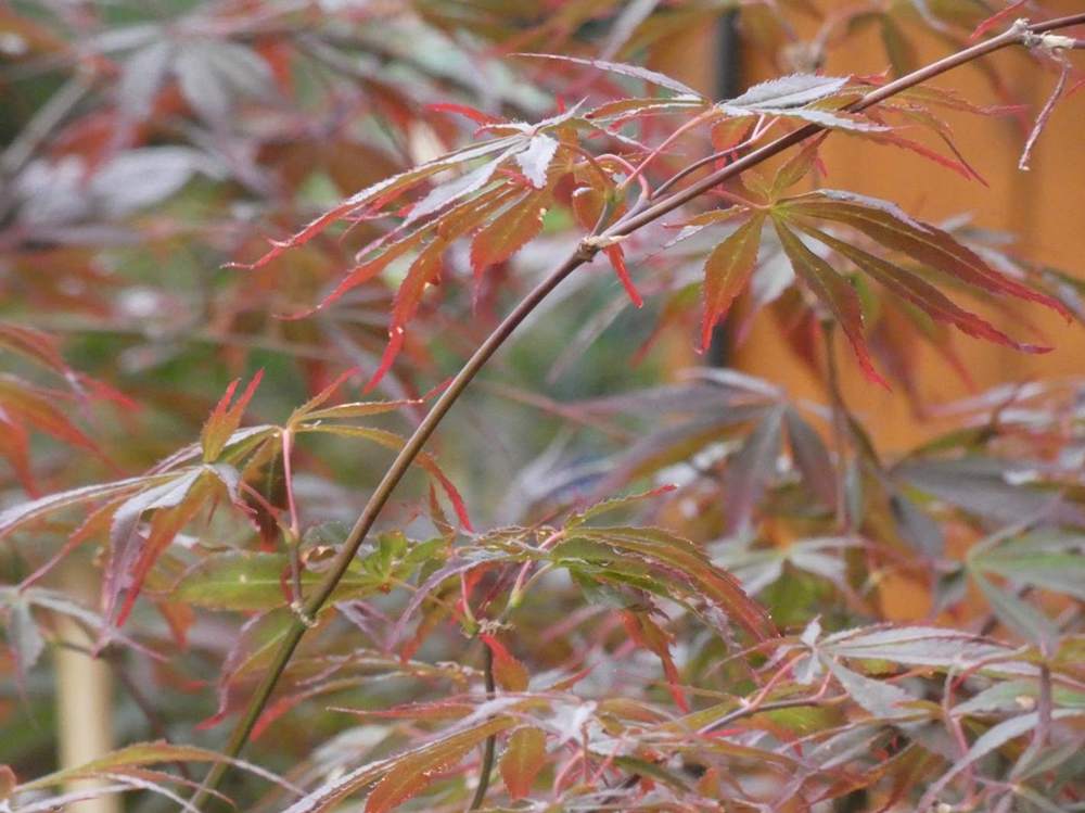 jeune bois de aceraceae acer palmatum ssp. matsumurae cv. 'sumi nagashi'