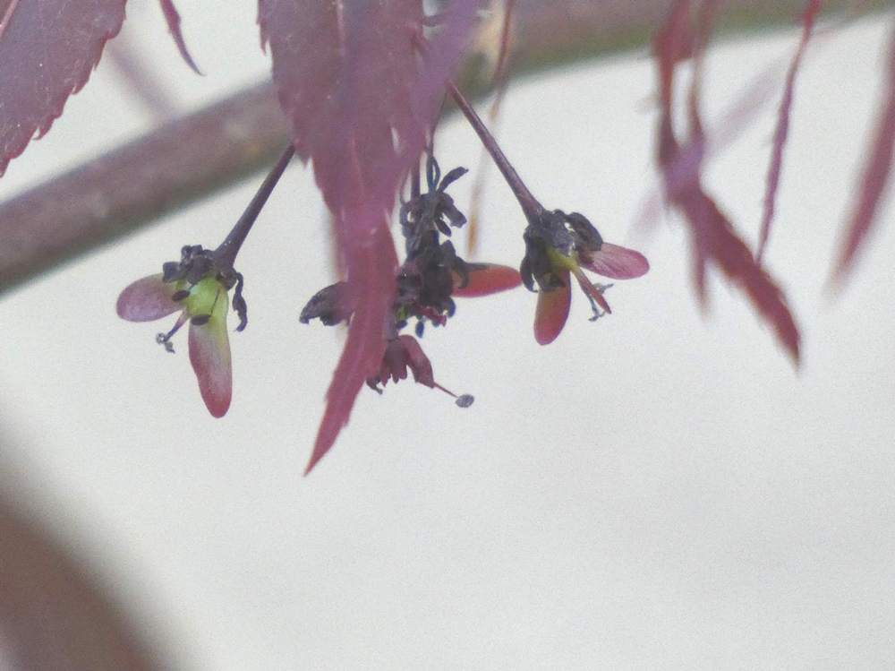 samare de aceraceae acer palmatum ssp. matsumurae cv. 'sumi nagashi'