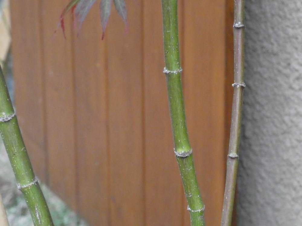 écorce de aceraceae acer palmatum ssp. matsumurae cv. 'sumi nagashi'