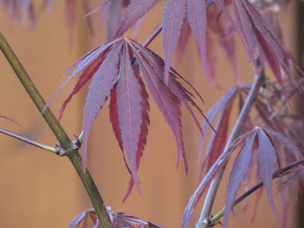 printemps de aceraceae acer palmatum ssp. matsumurae cv. 'sumi nagashi'