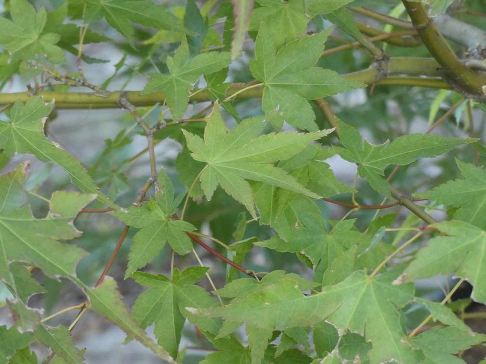été de aceraceae acer palmatum cv. 'summer gold'