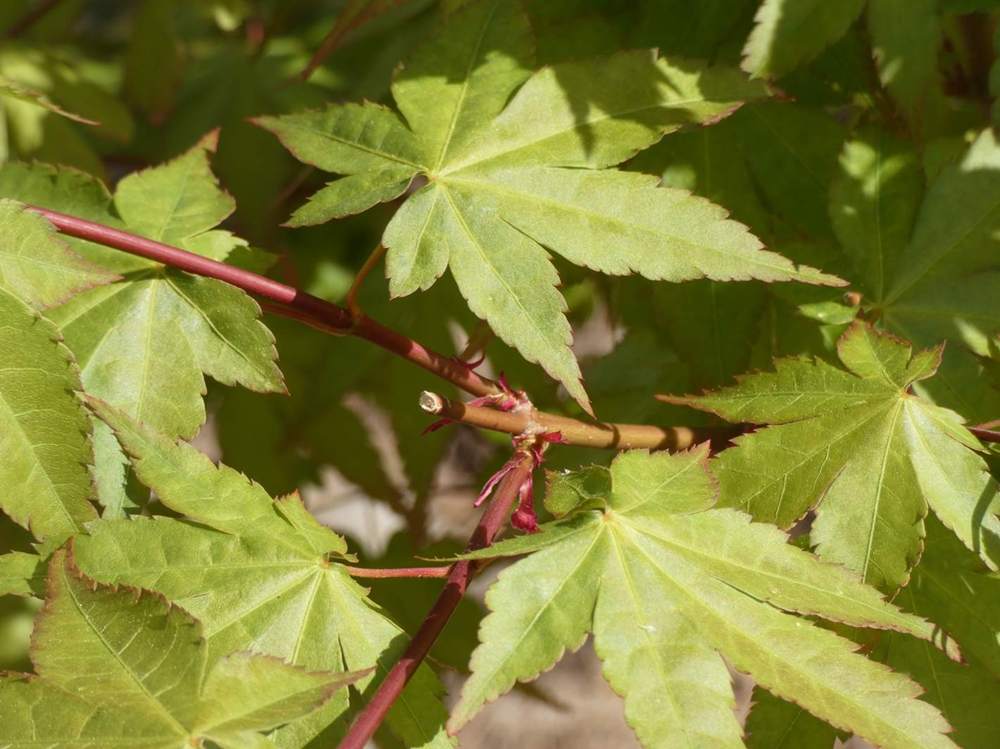 jeune bois de aceraceae acer palmatum cv. 'summer gold'