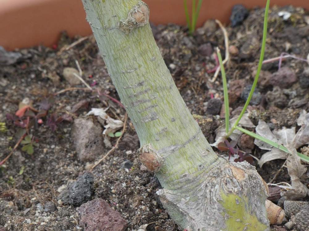 écorce de aceraceae acer palmatum cv. 'summer gold'