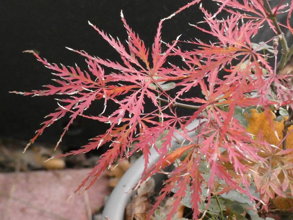 automne de aceraceae acer palmatum ssp. matsumurae gr. dissectum cv. 'super nova'