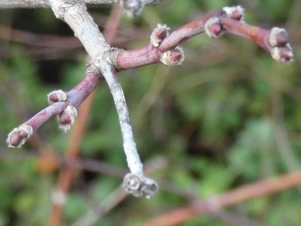 jeune bois de aceraceae acer shirasawanum cv. 'susanne'