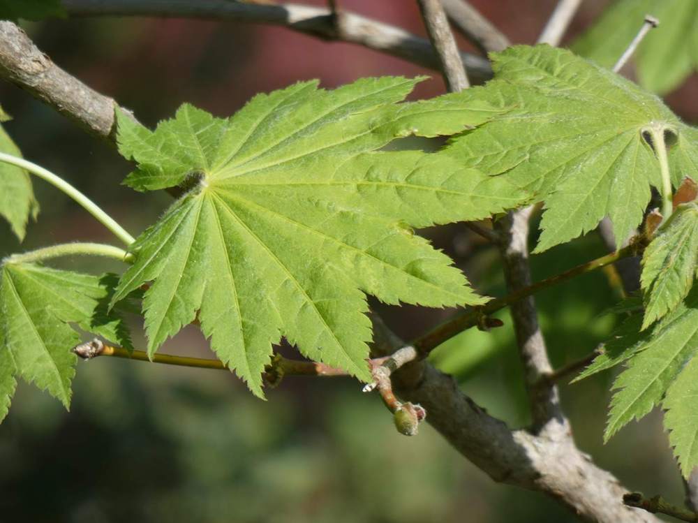 printemps de aceraceae acer shirasawanum cv. 'susanne'