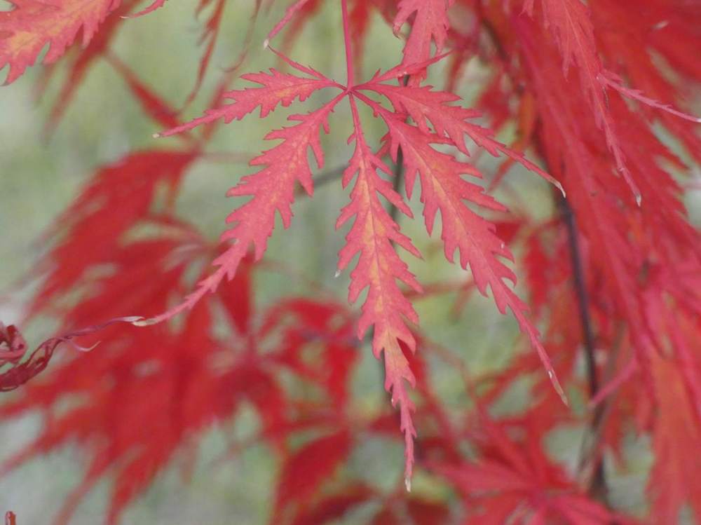 automne de aceraceae acer palmatum ssp. matsumurae gr. dissectum cv. 'tamuke yama'