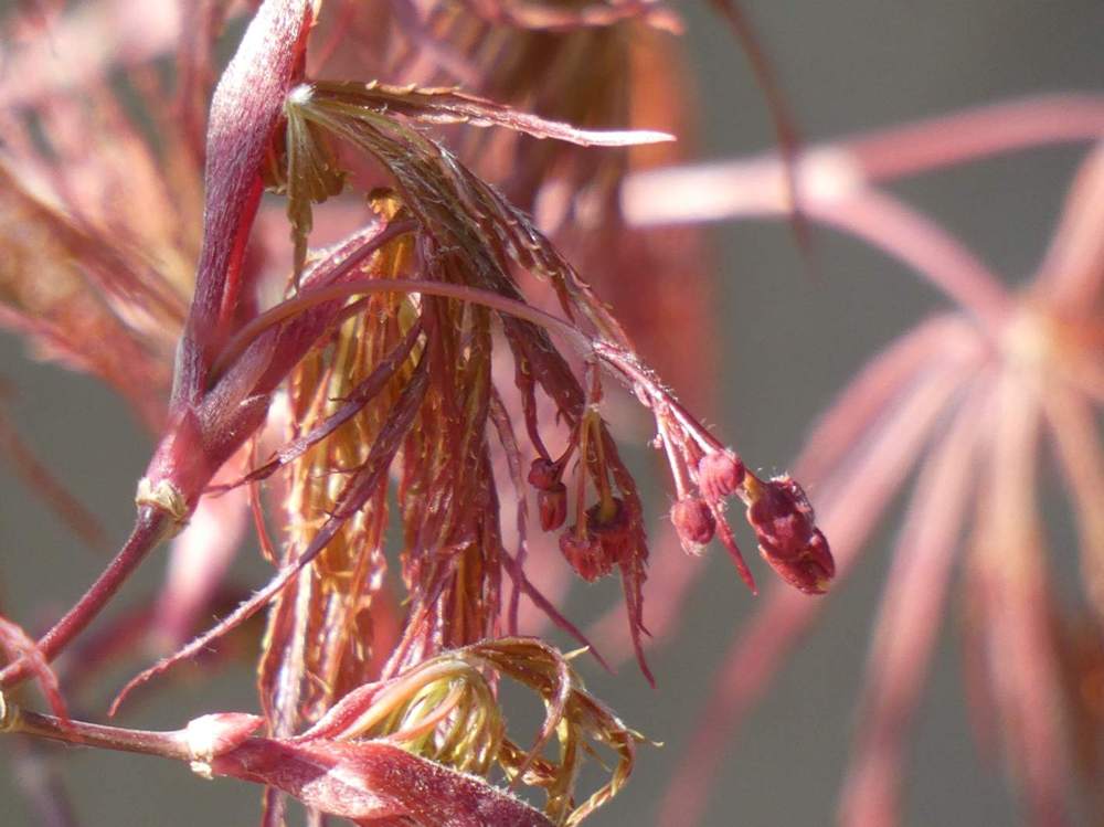 fleur de aceraceae acer palmatum ssp. matsumurae gr. dissectum cv. 'tamuke yama'