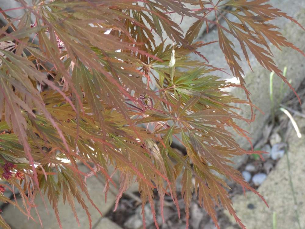 printemps de aceraceae acer palmatum ssp. matsumurae gr. dissectum cv. 'tamuke yama'