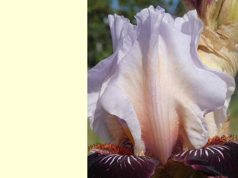 pétale de iridaceae iris barbu cv. 'taste the magic'