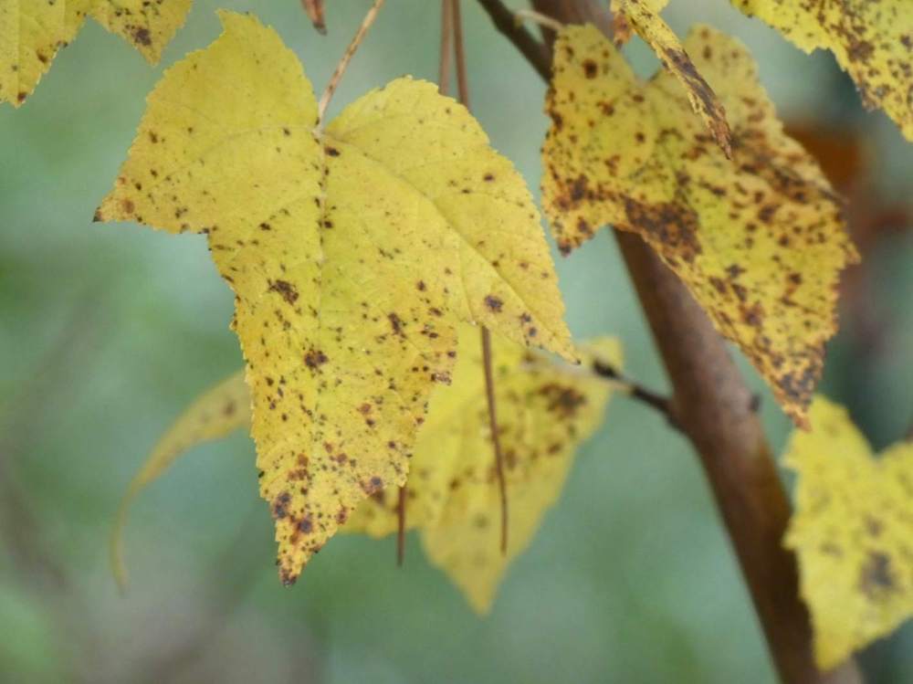 automne de aceraceae acer tataricum ssp. tataricum