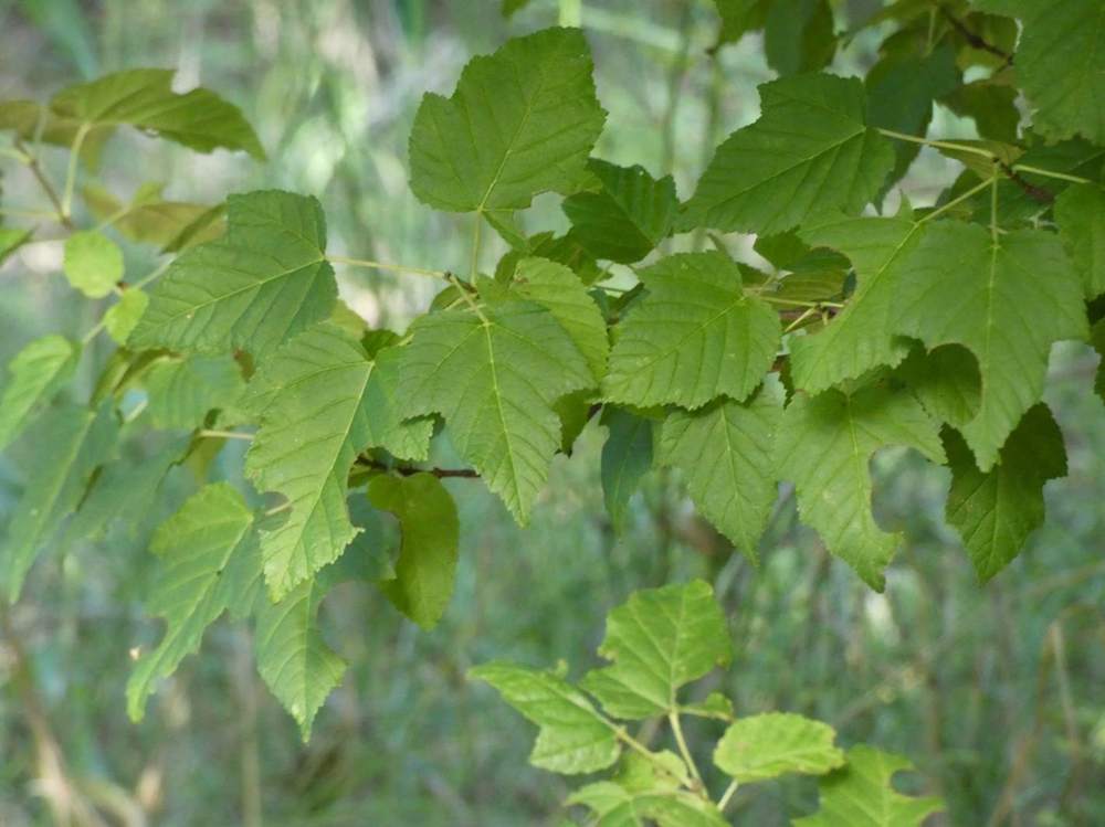 été de aceraceae acer tataricum ssp. tataricum