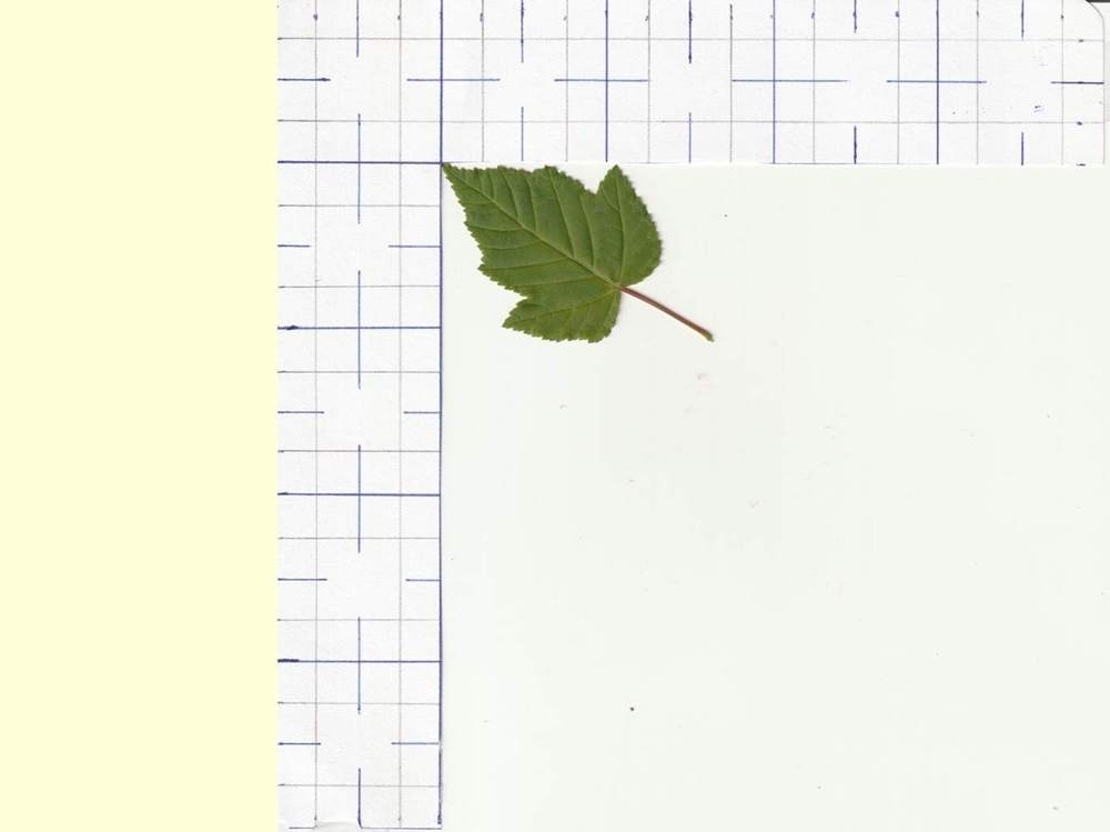 Aceraceae Acer tataricum ssp. tataricum