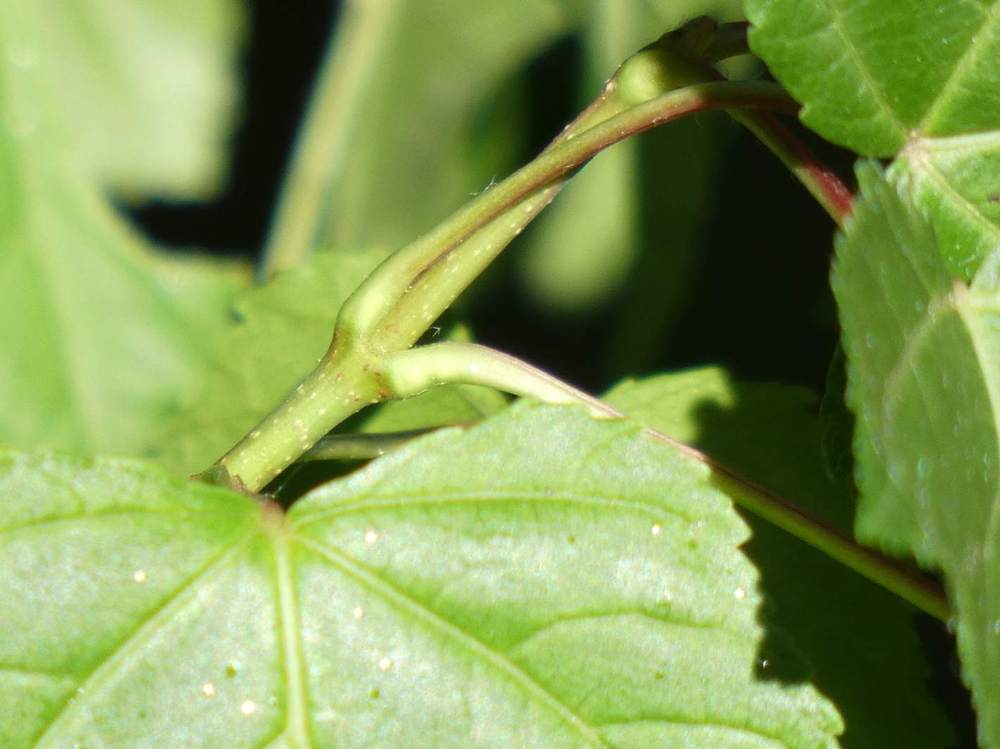 jeune bois de aceraceae acer tataricum ssp. tataricum