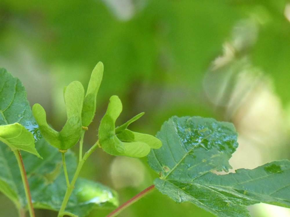 samare de aceraceae acer tataricum ssp. tataricum