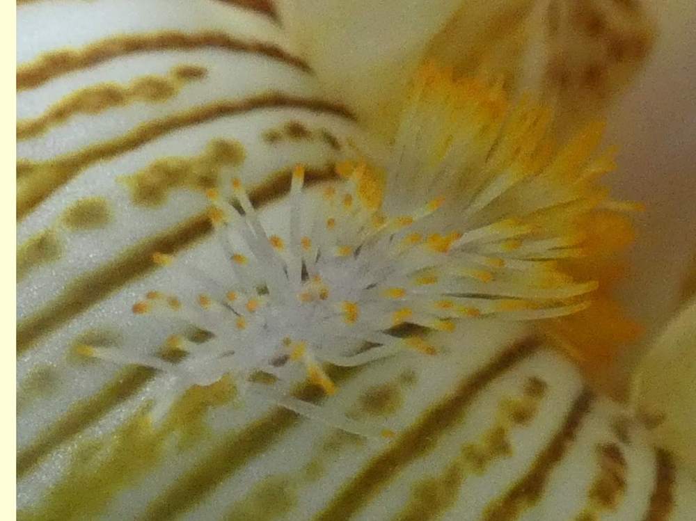 barbe de iridaceae iris barbu cv. 'tatras eagle'