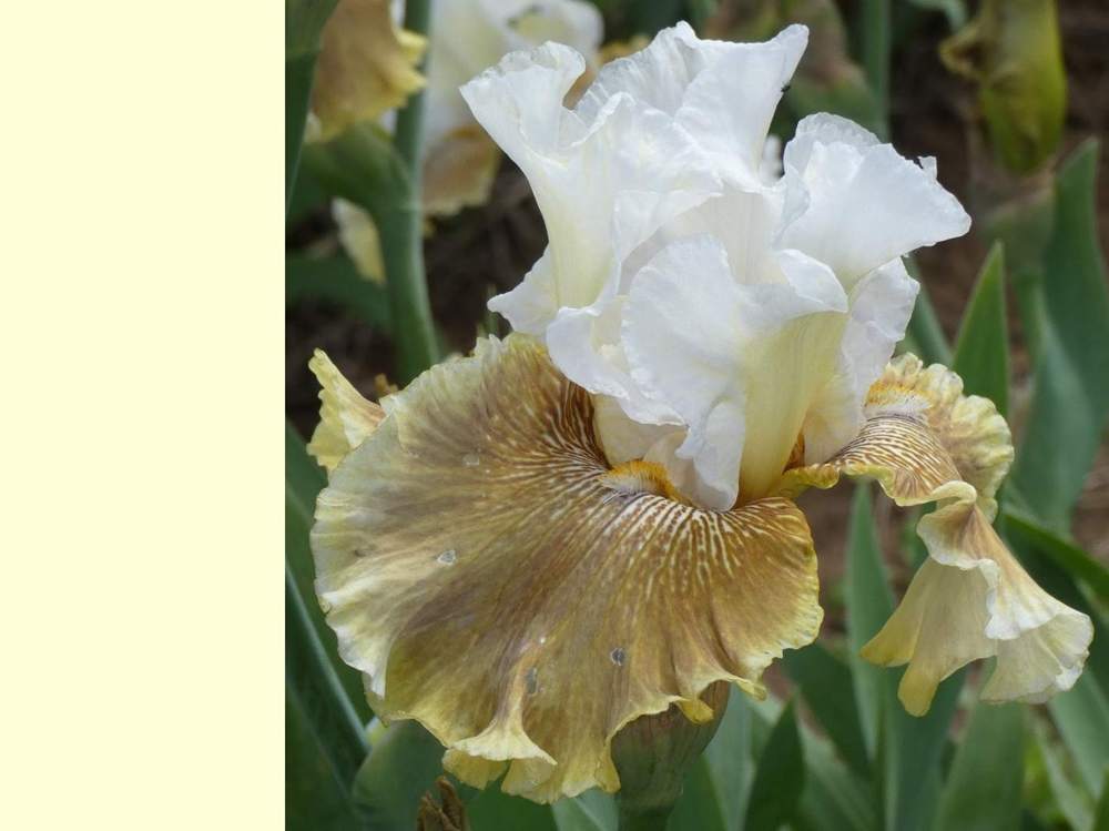 iridaceae iris barbu cv. 'tatras eagle'