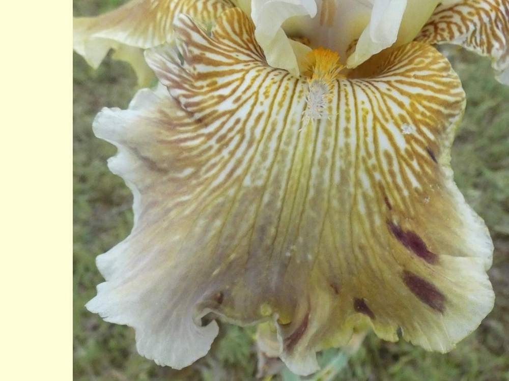 sépale de iridaceae iris barbu cv. 'tatras eagle'