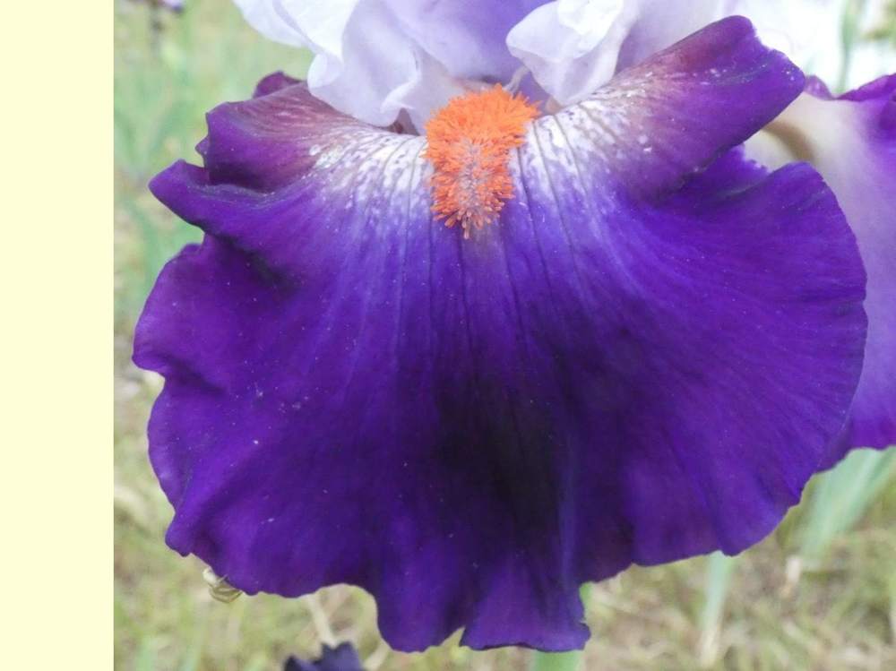 sépale de iridaceae iris barbu cv. 'team spirit'