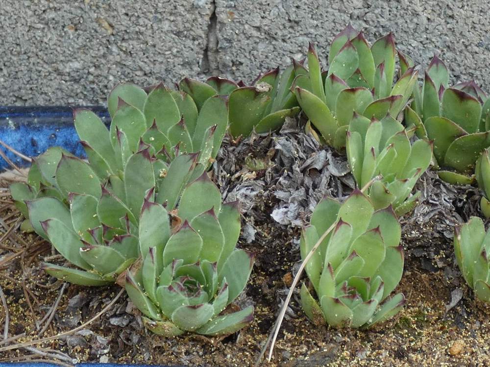 crassulaceae sempervivum tectorum