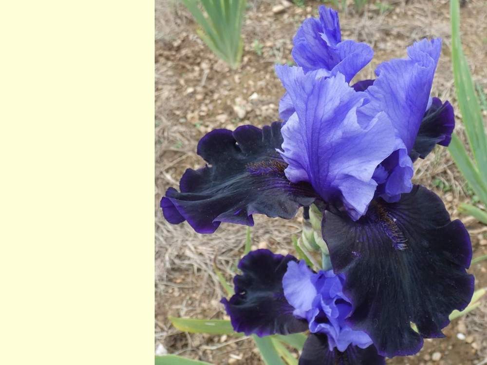 iridaceae iris barbu cv. 'tendu vers l'ab&icirc;me'