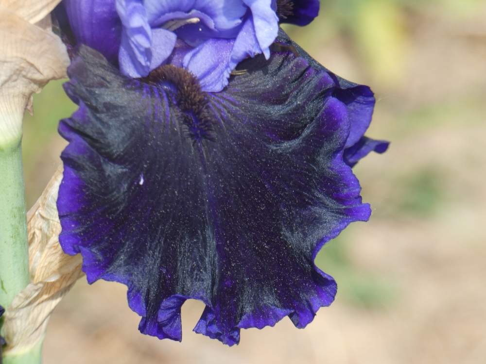sépale de iridaceae iris barbu cv. 'tendu vers l'abîme'