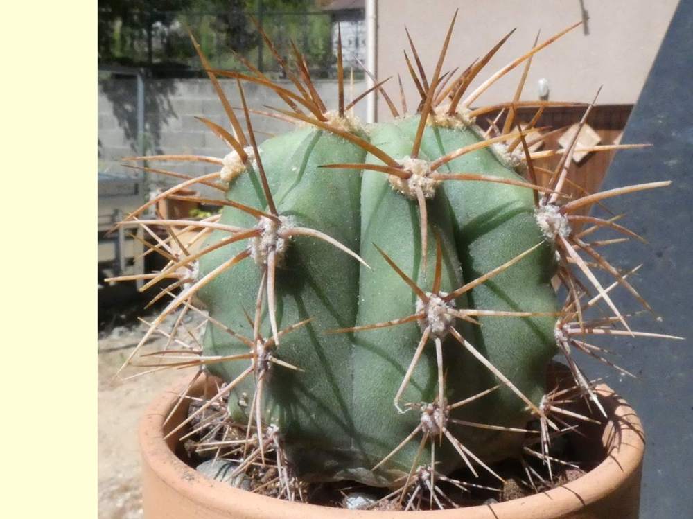 Cactaceae trichocereus terscheckii
