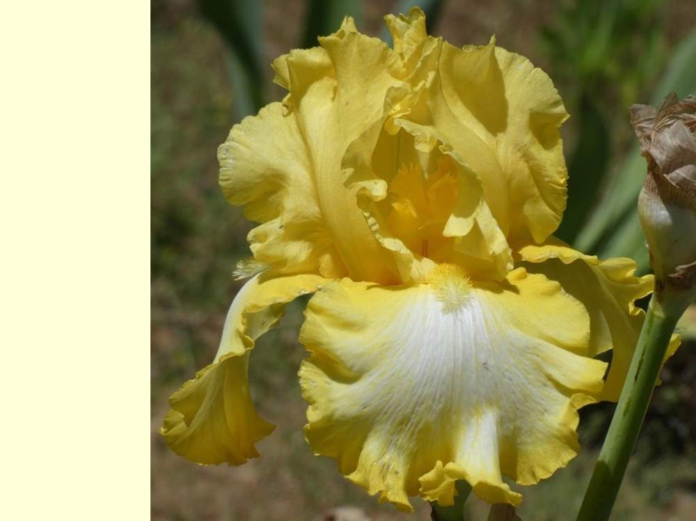 iridaceae iris barbu cv. 'that's all folks'