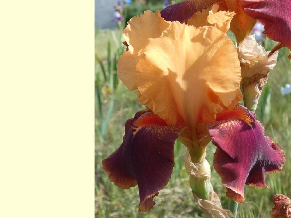 iridaceae iris barbu cv. 'torero'