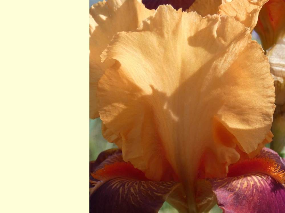 pétale de iridaceae iris barbu cv. 'torero'