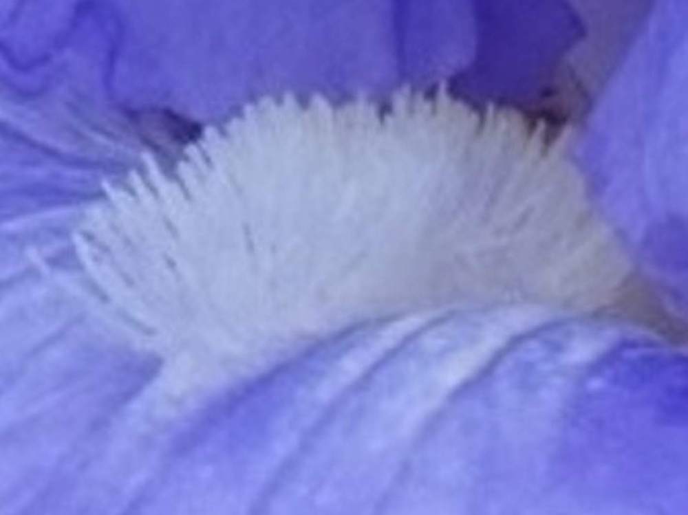 barbe de iridaceae iris barbu cv. 'touch of sky'