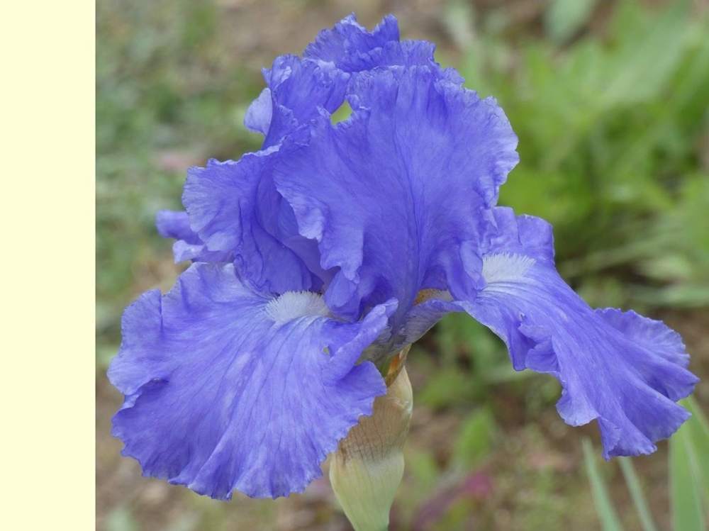 iridaceae iris barbu cv. 'touch of sky'