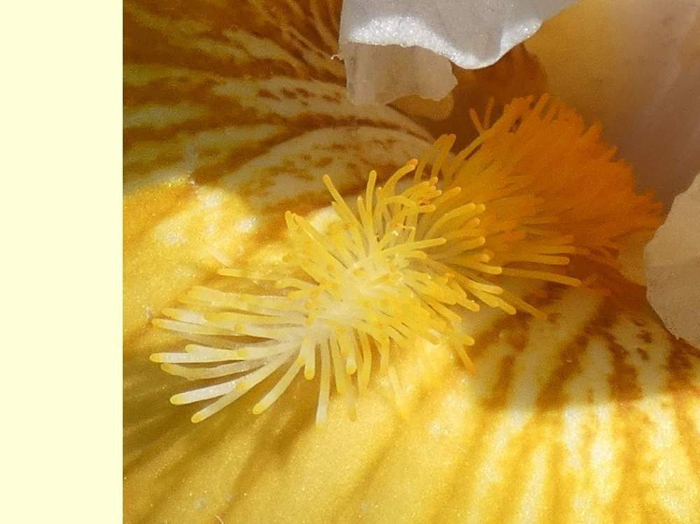 barbe de iridaceae iris barbu cv. 'tour de france'