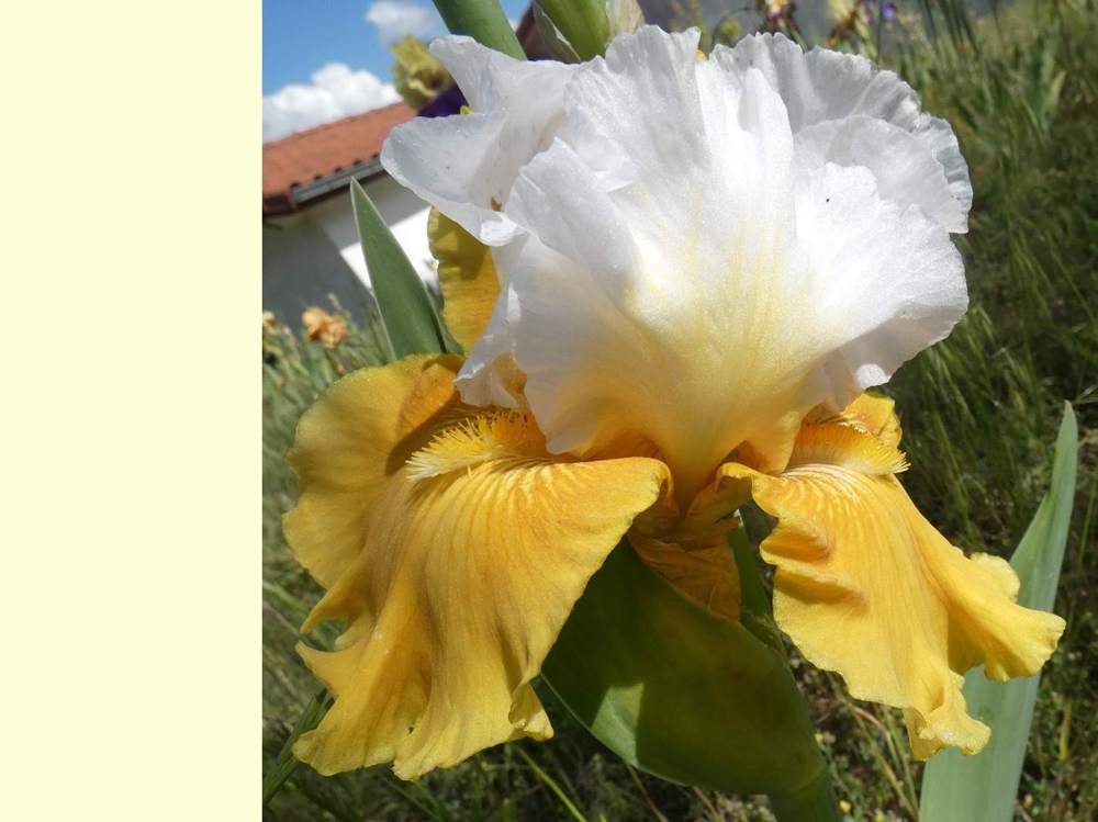 iridaceae iris barbu cv. 'tour de france'