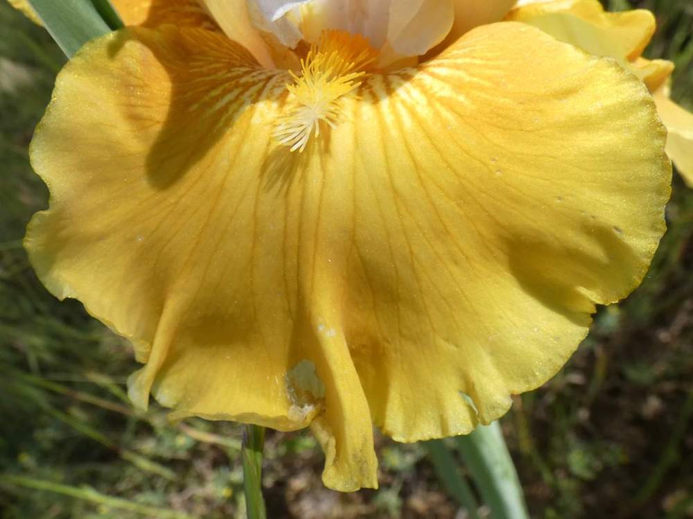 sépale de iridaceae iris barbu cv. 'tour de france'