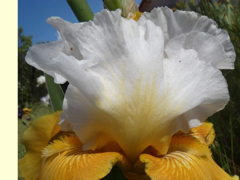 pétale de iridaceae iris barbu cv. 'tour de france'