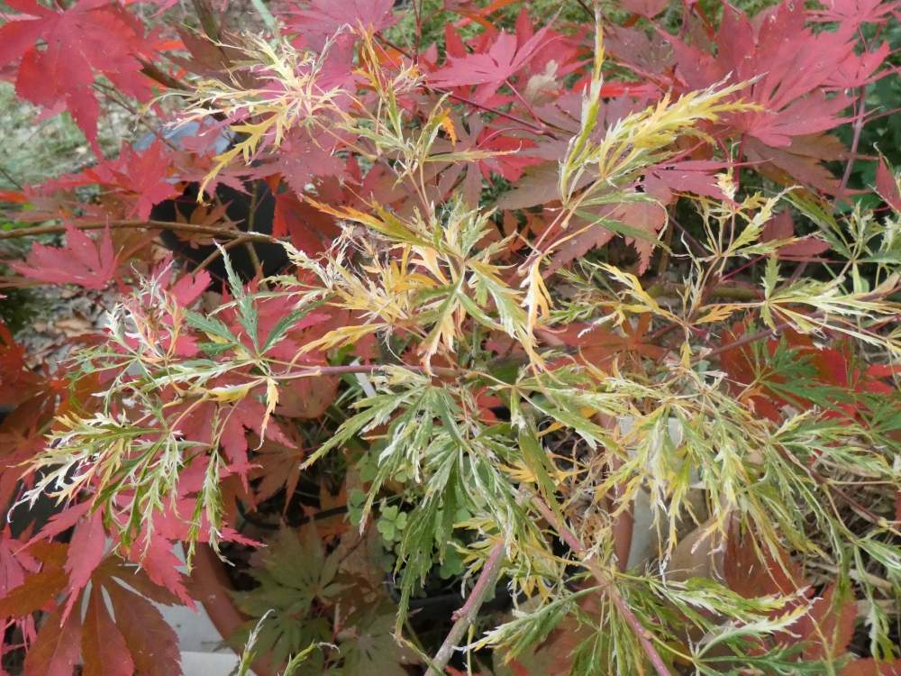 automne de aceraceae acer palmatum ssp. matsumurae gr. dissectum cv. 'toyama nishiki'