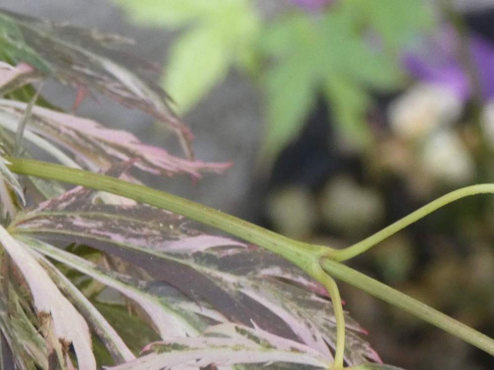jeune bois de aceraceae acer palmatum ssp. matsumurae gr. dissectum cv. 'toyama nishiki'