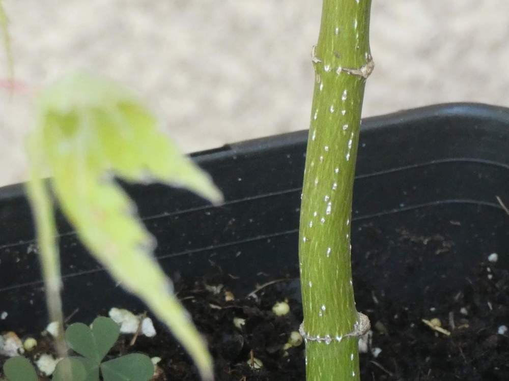 écorce de aceraceae acer palmatum ssp. matsumurae gr. dissectum cv. 'toyama nishiki'