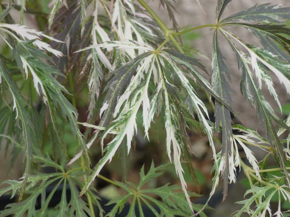 printemps de aceraceae acer palmatum ssp. matsumurae gr. dissectum cv. 'toyama nishiki'