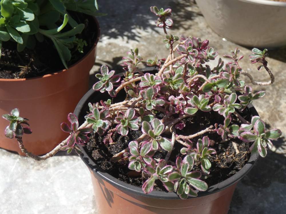 crassulaceae phedimus spurius cv. 'tricolor'