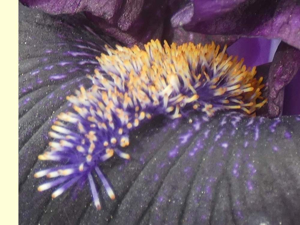 barbe de iridaceae iris barbu cv. 'twilight tear'