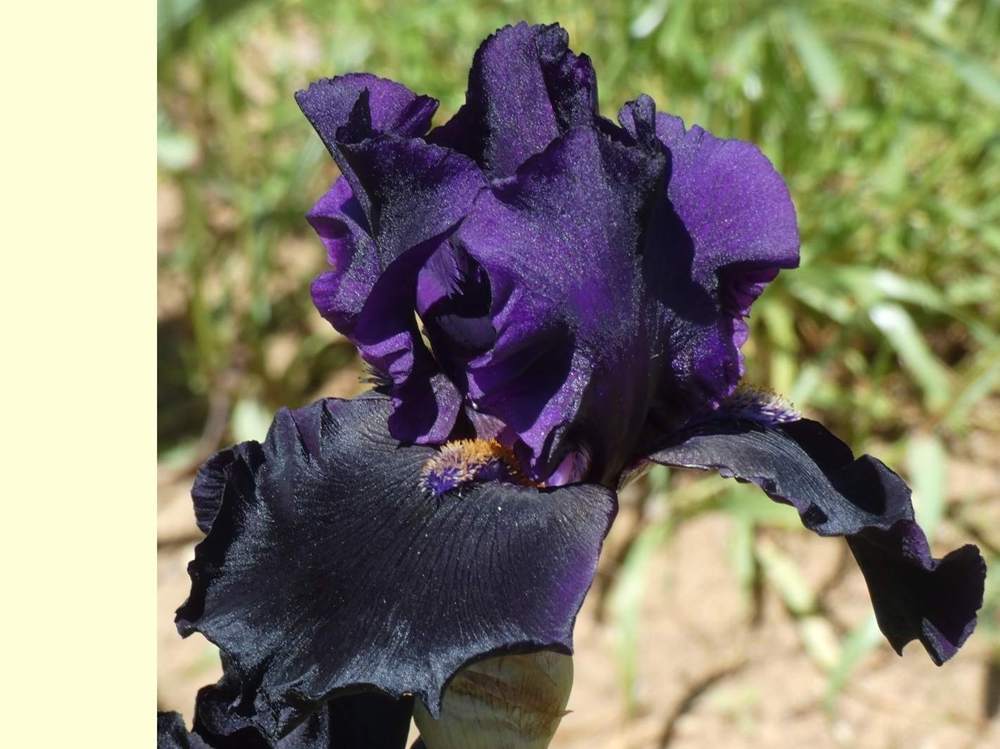 iridaceae iris barbu cv. 'twilight tear'