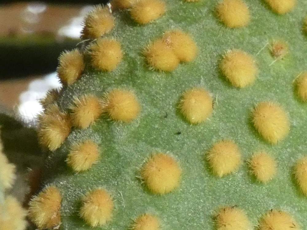 aréole-aiguillon de cactaceae opuntia microdasys var. pallida f. undulata